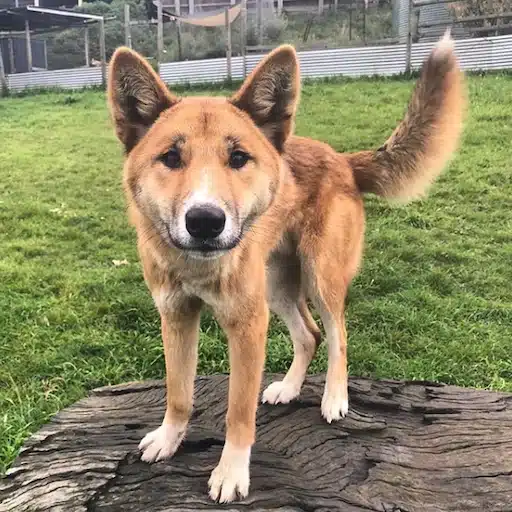 Canis lupus dingo caído de un águila