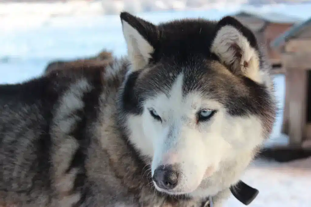 Husky siberiano