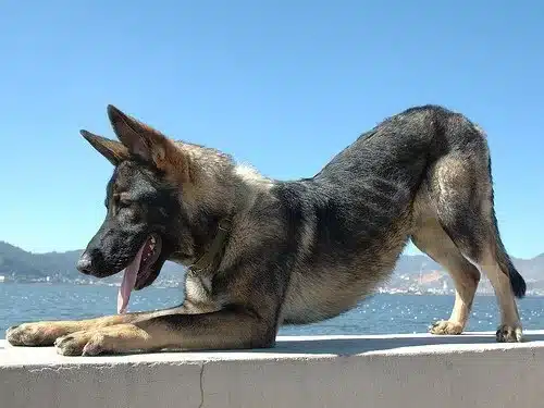 Kunming Dog (perro policía)