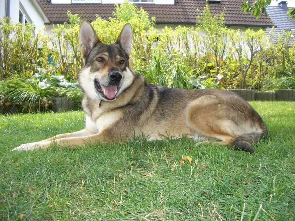 Lobo checoslovaco en un campo