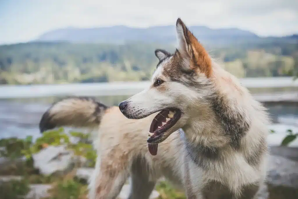 Lobo de Tamaskan