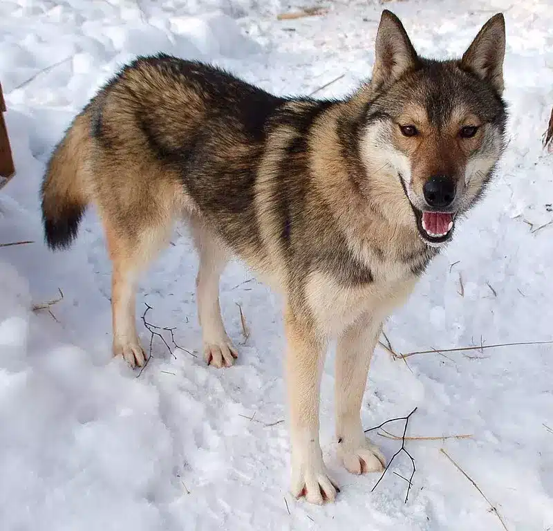 Lobo de Tamaskan en la nieve