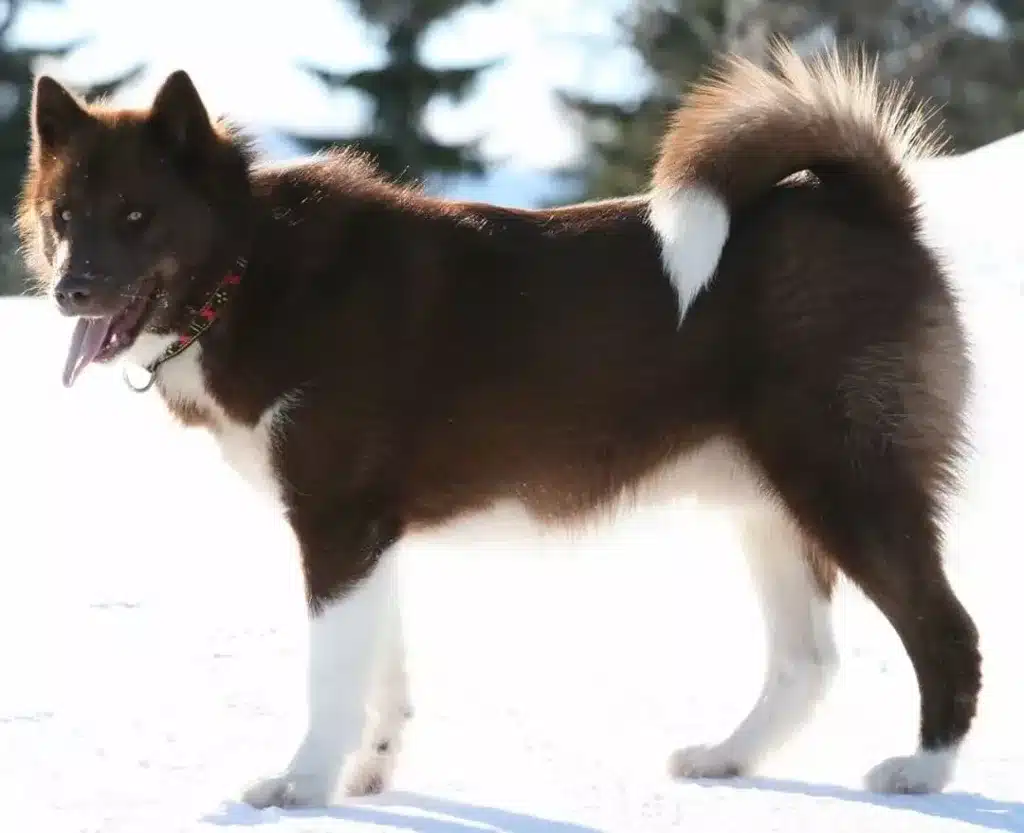 Perro Lobo de Grönlandia