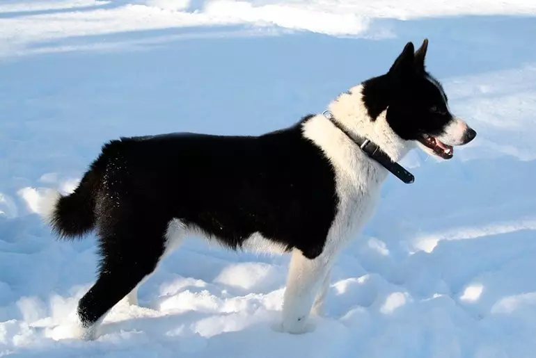 Perro Lobo de Karelia de Perfil