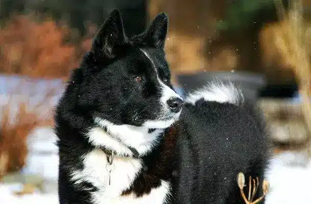 Perro Lobo de Karelia
