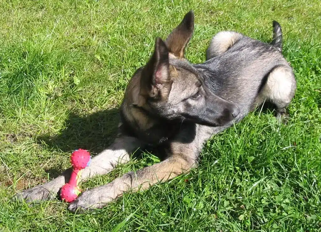 Perro Lobo de Lupo Italiano