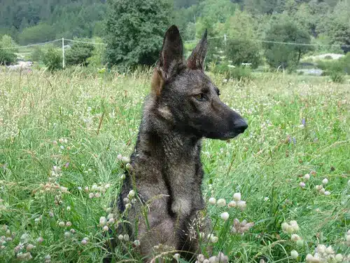 Cruce de Lupo Italiano perfil