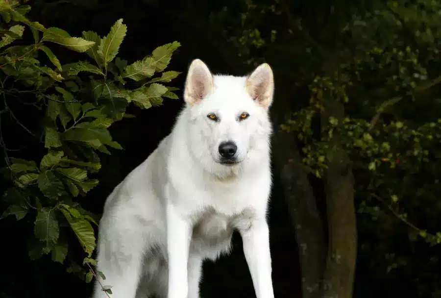 Híbrido de Northern Inuit