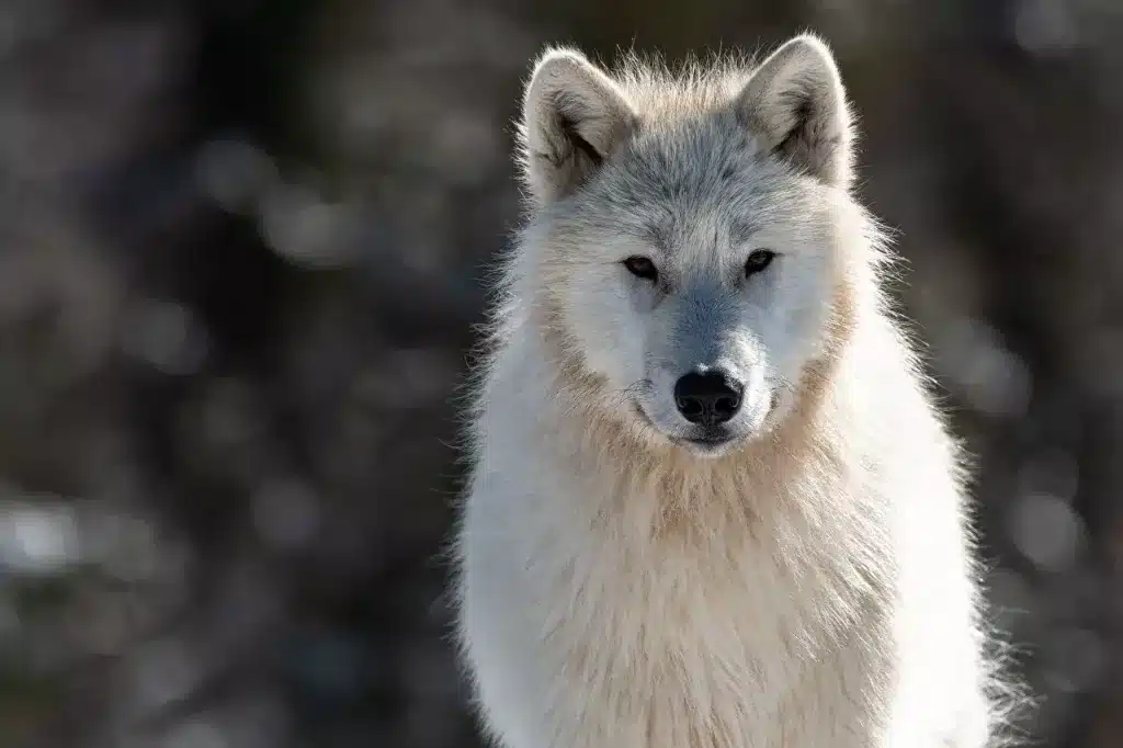 Perro Lobo de Siberia