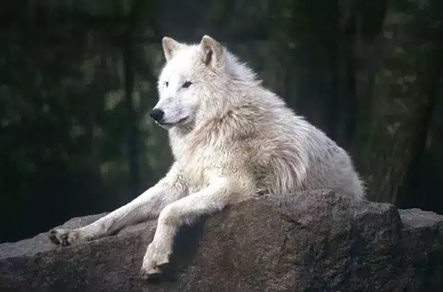 Perro Lobo de Siberia tumbado