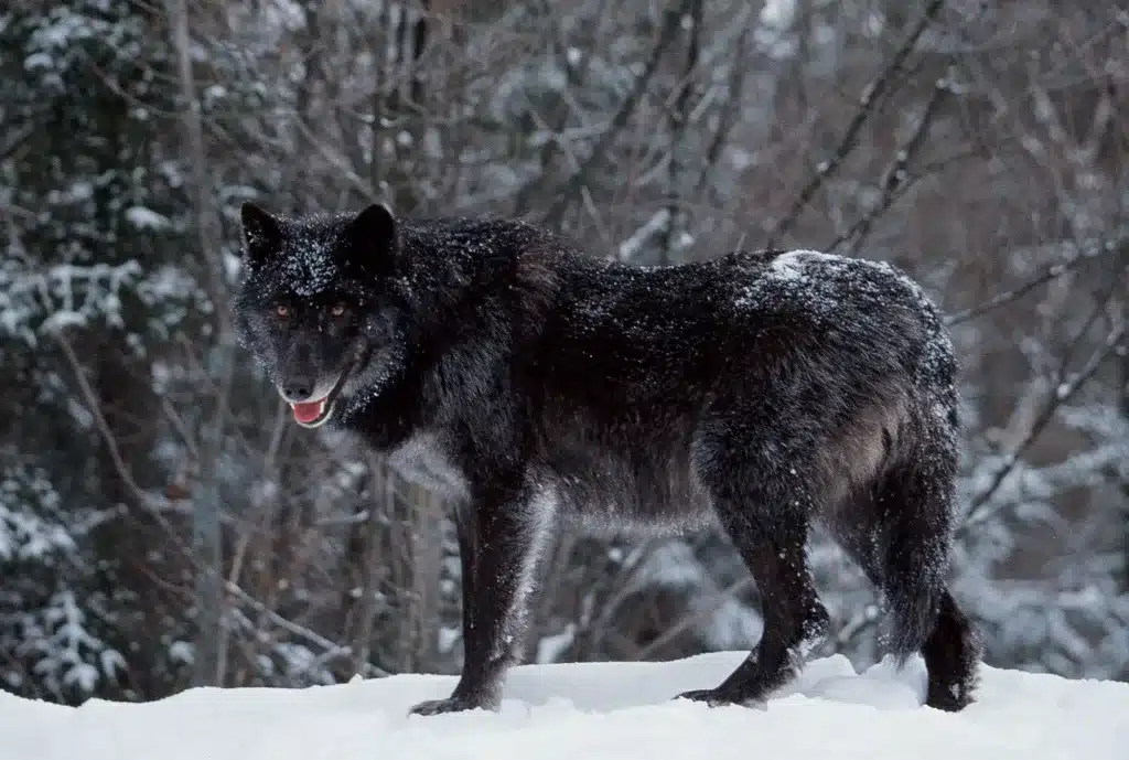Perro Lobo de Timber