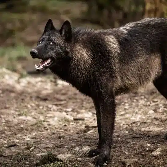 Perro Lobo de Timber mirada