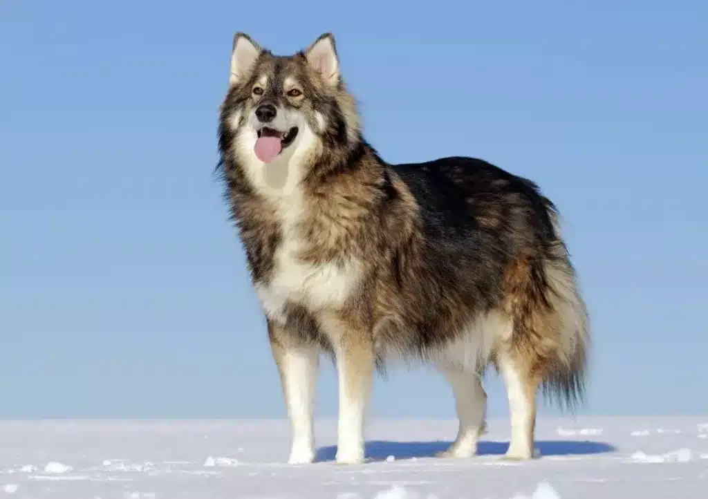 Perro Lobo de Utonagan