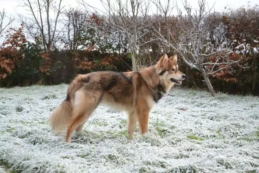 Cruce de Utonagan nieve
