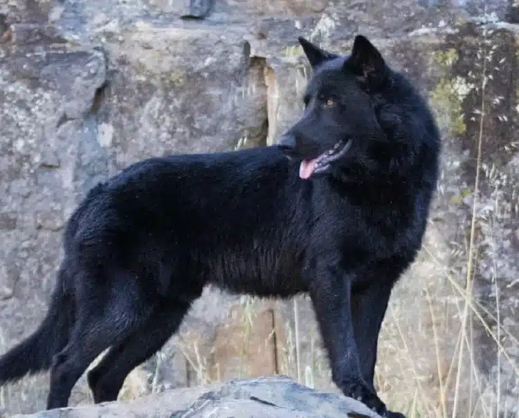Perro lobo Calupoh