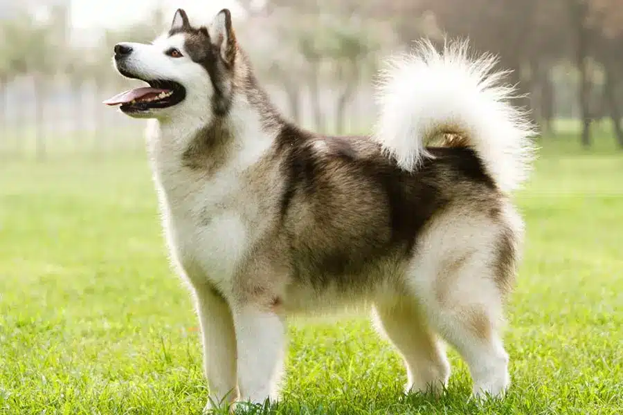 Lobo de Alaska