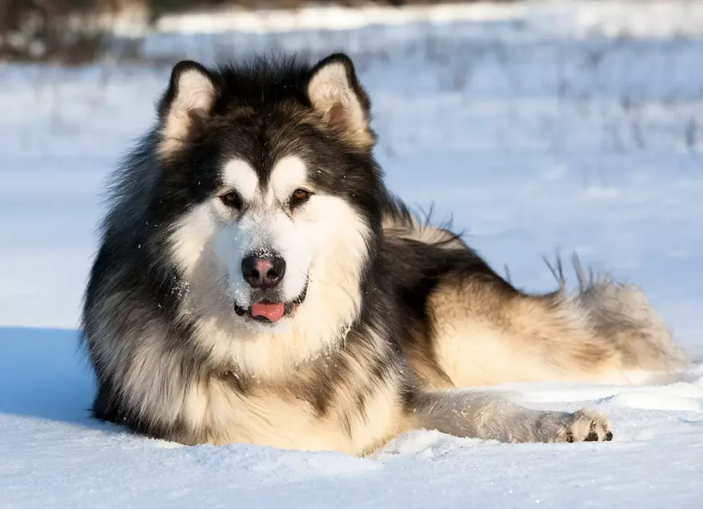 Perro lobo de Alaska en la nieve (Alaskan Malamute)