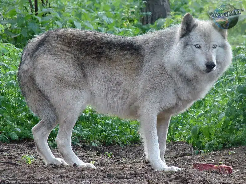 Perro lobo de Mackenzie River en el bosque