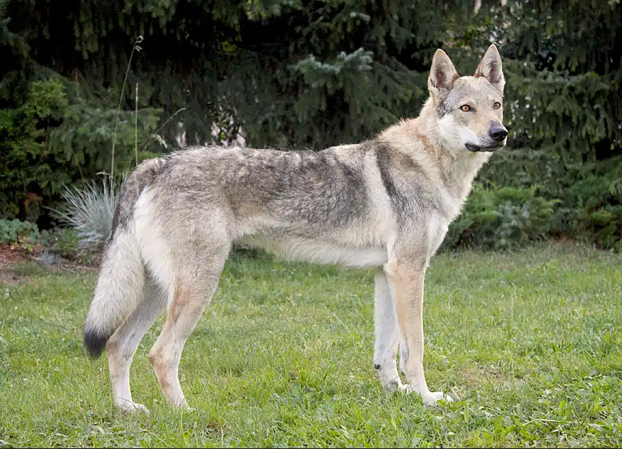 Perro Lobo Checoslovaco de perfil