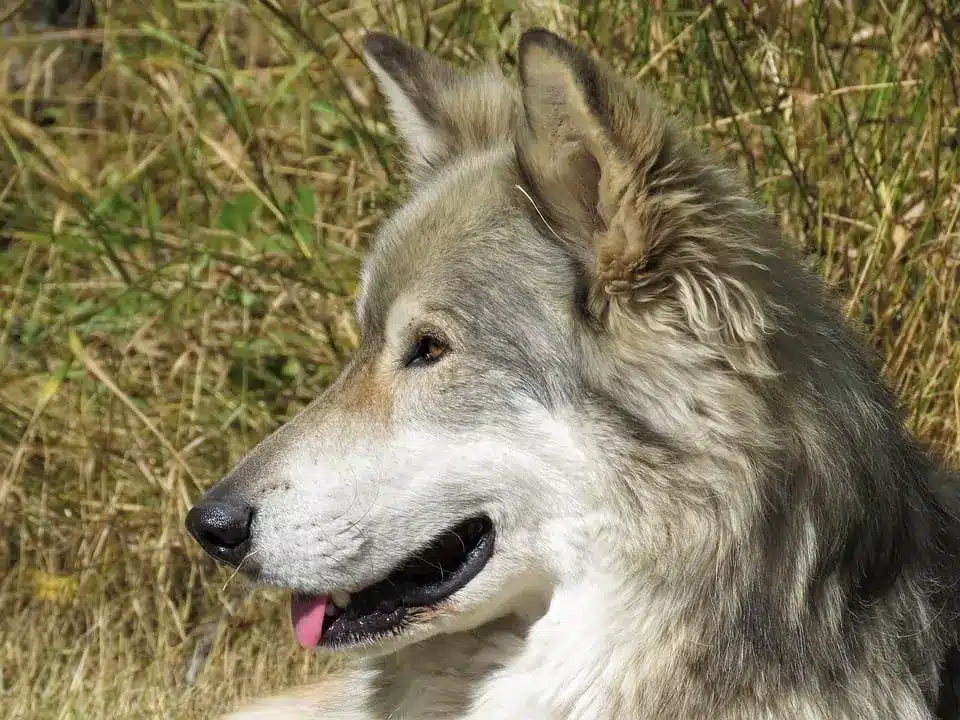 perro lobo hibrido