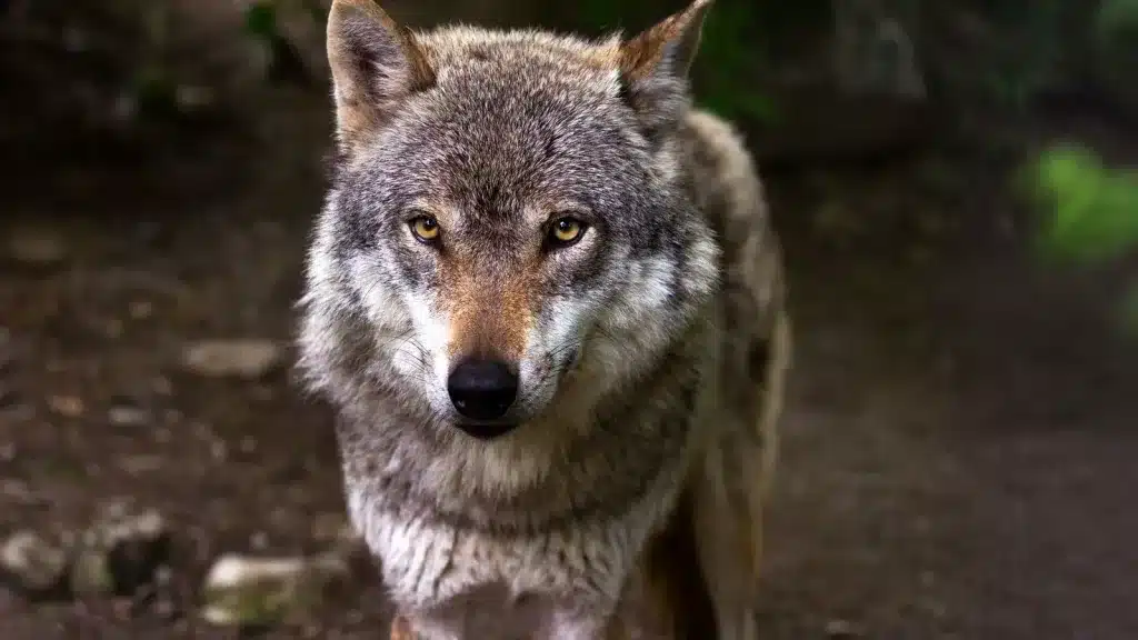 perro lobo ibérico en el bosque