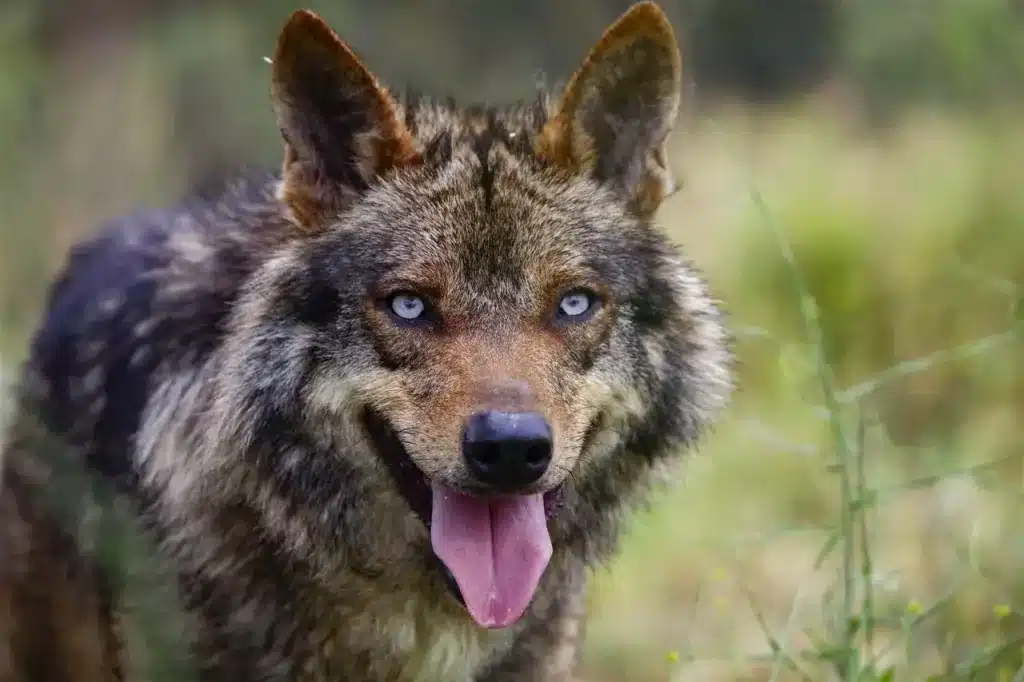 perro lobo ibérico enseñando la lengua