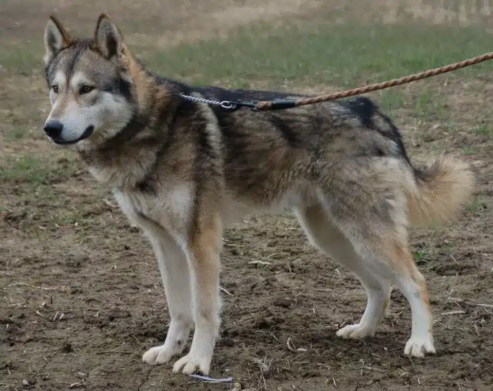 tamaskan
