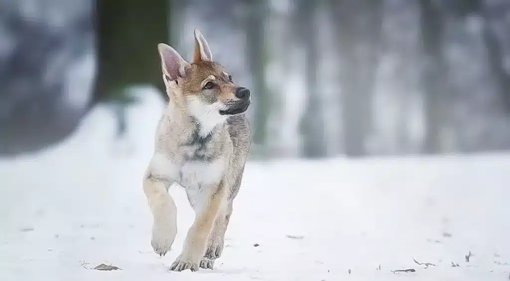 cria de perro lobo checoslovaco en la nieve