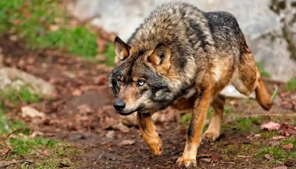 lobo ibérico cazando