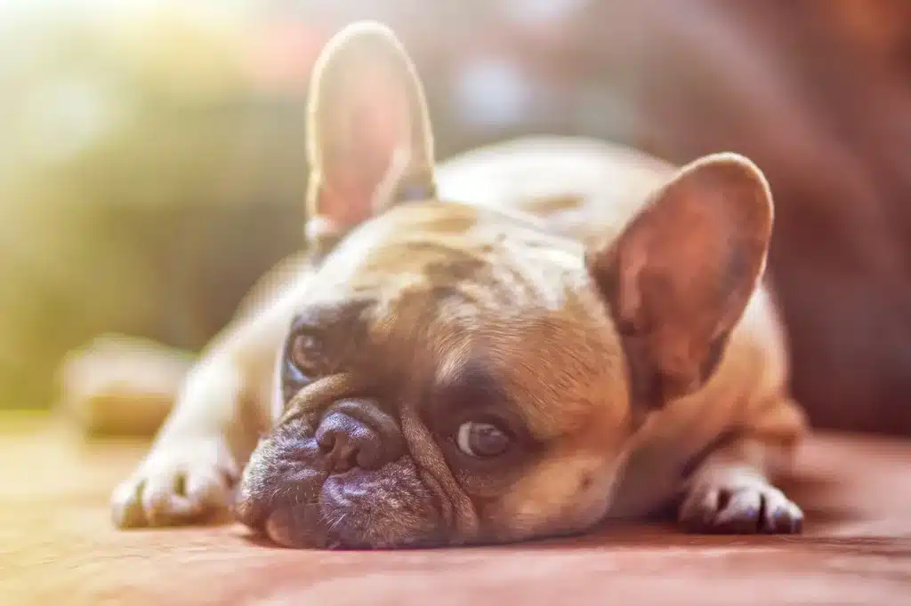 bulldog cansado