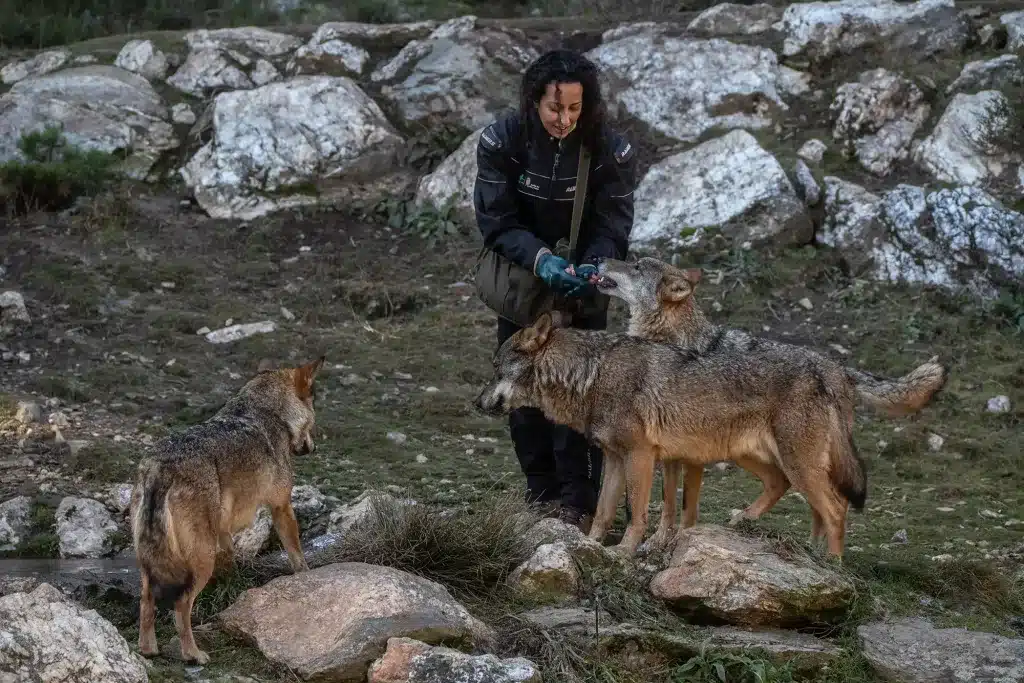 lobos ibéricos con persona alimentando