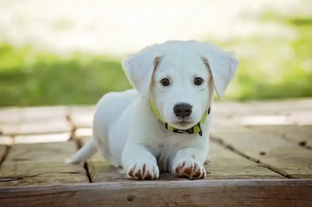 perrito pequeño temblando