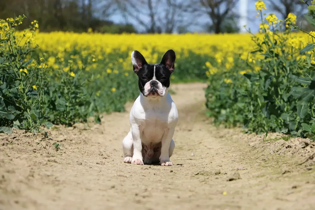 bulldog frances en el campo con flores amarillas