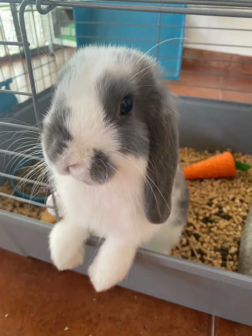conejo belier bonito
