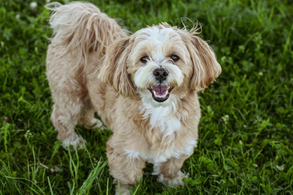Lhasa Apso en el cesped