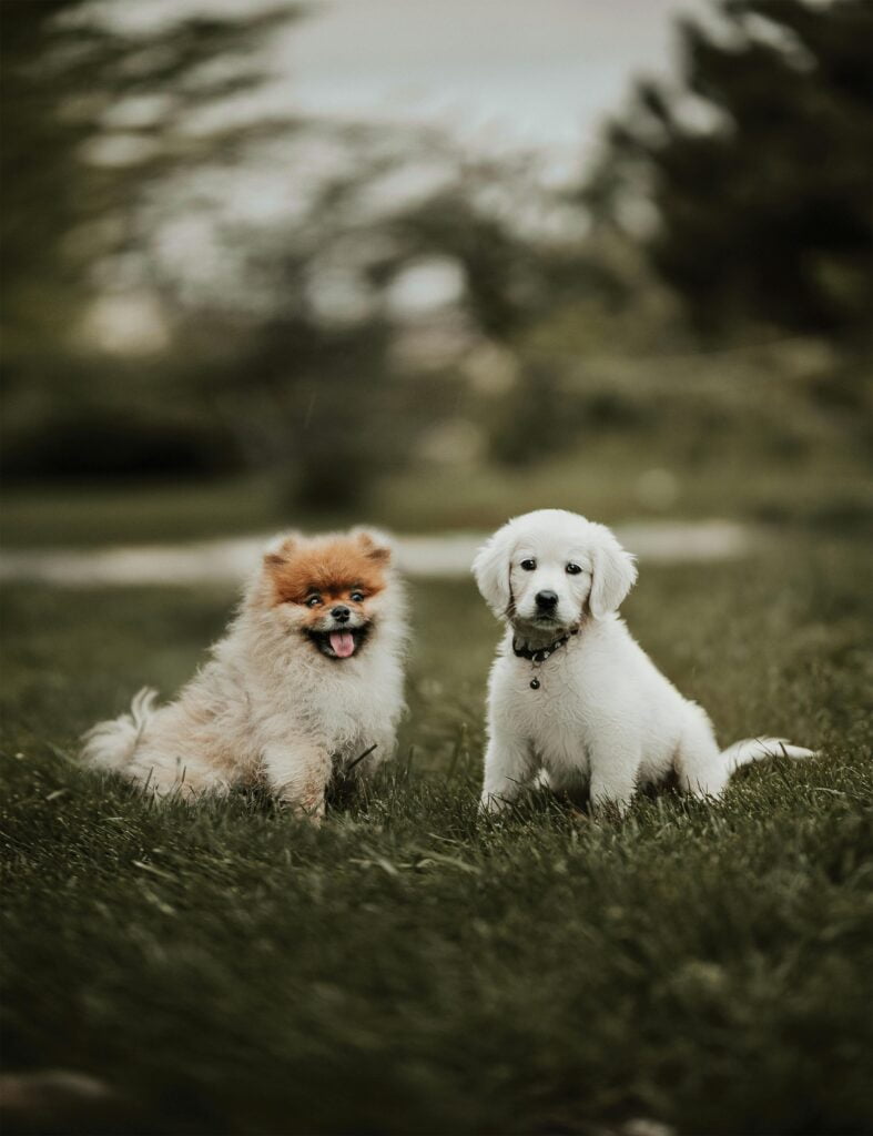 Pomerania con un amigo