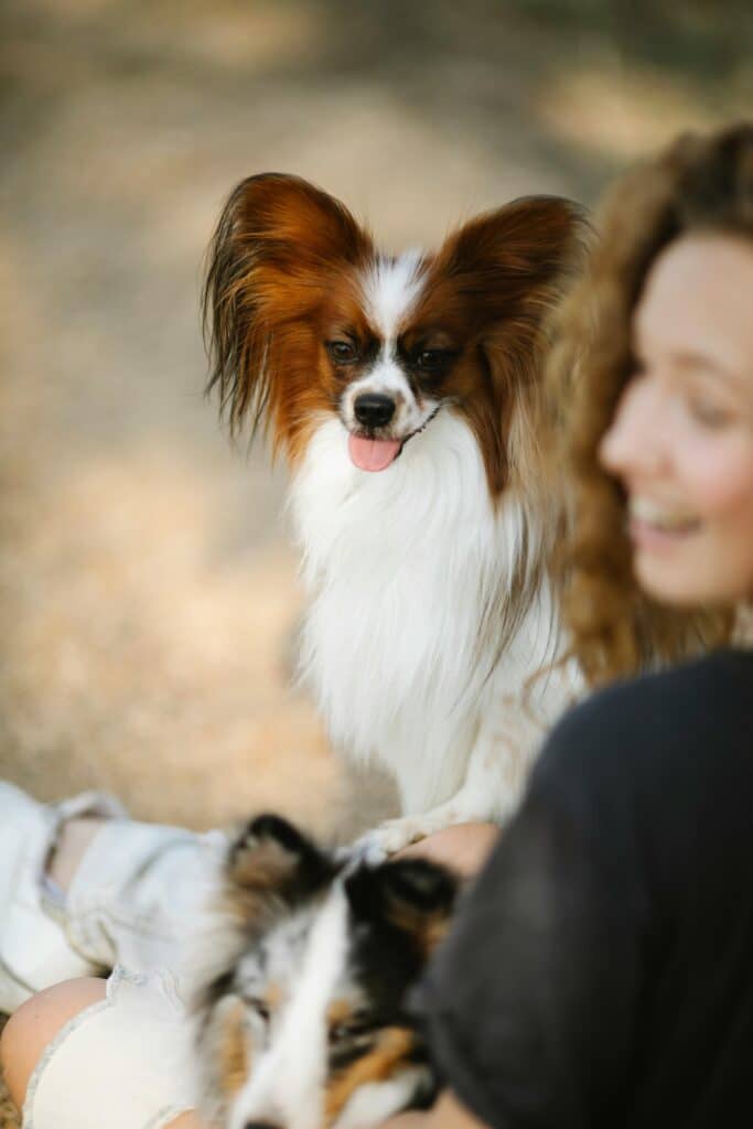 Papillon