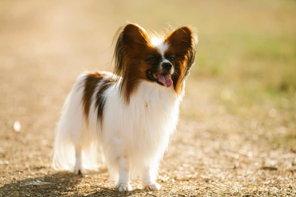 Papillon contento