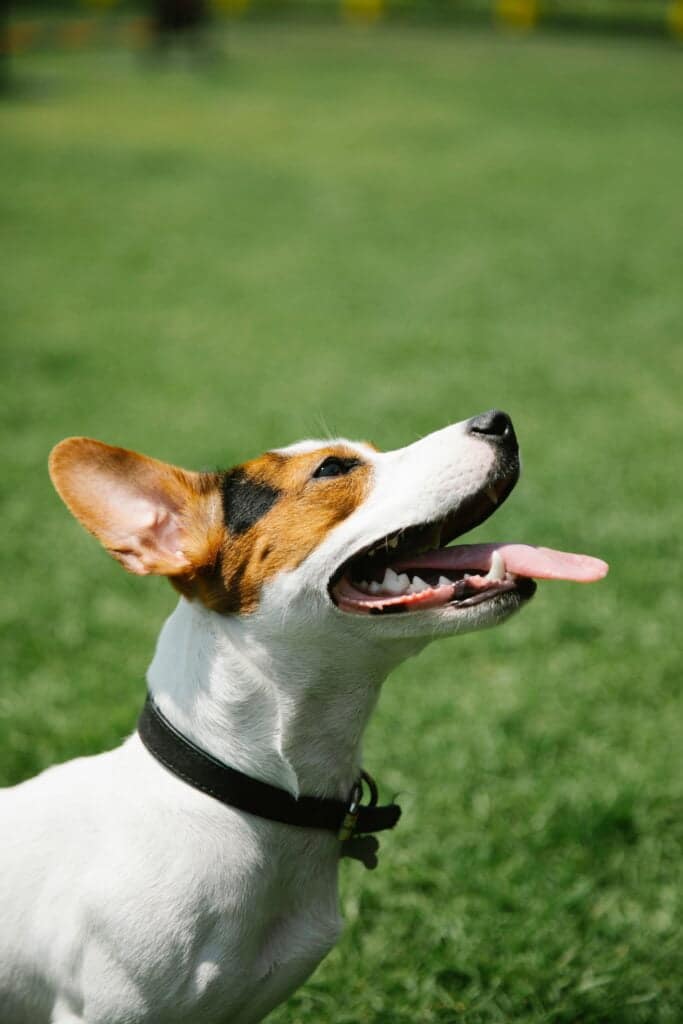 Jack Russell Terrier en el cesped