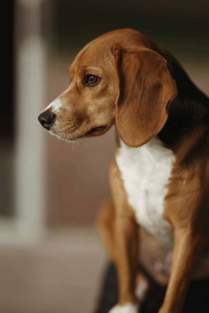 Beagle mirando por la ventana