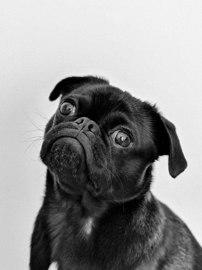 pug negro en fondo blanco