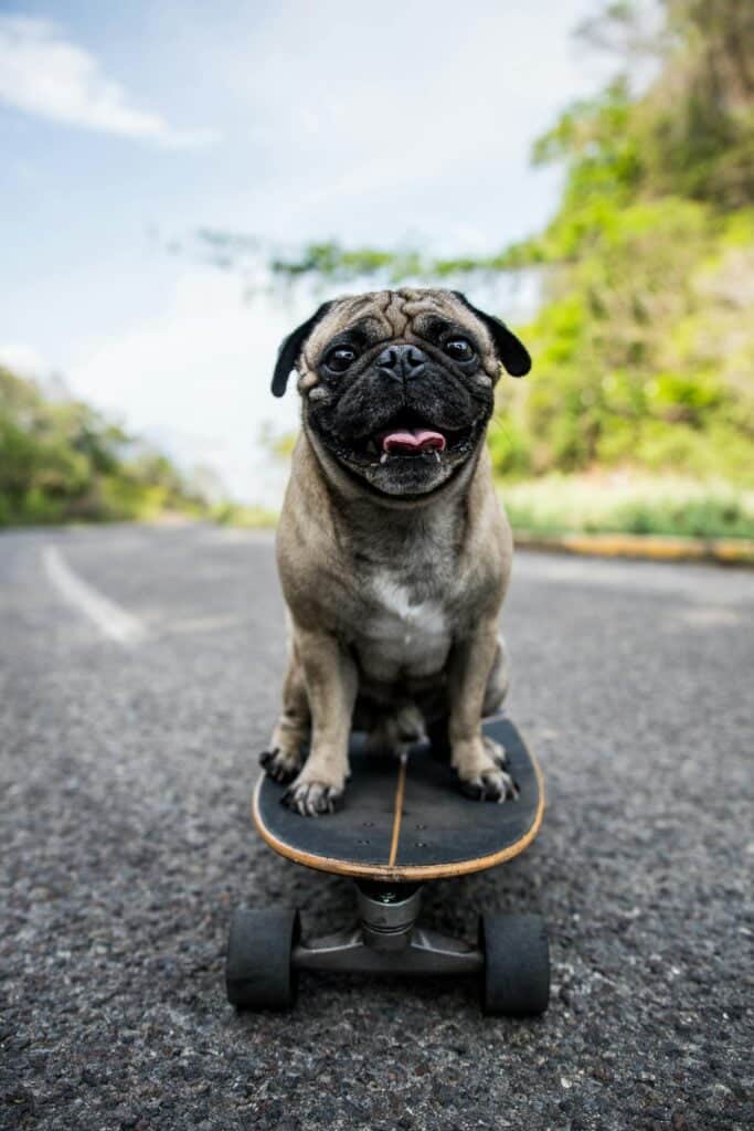 Pug con un skate