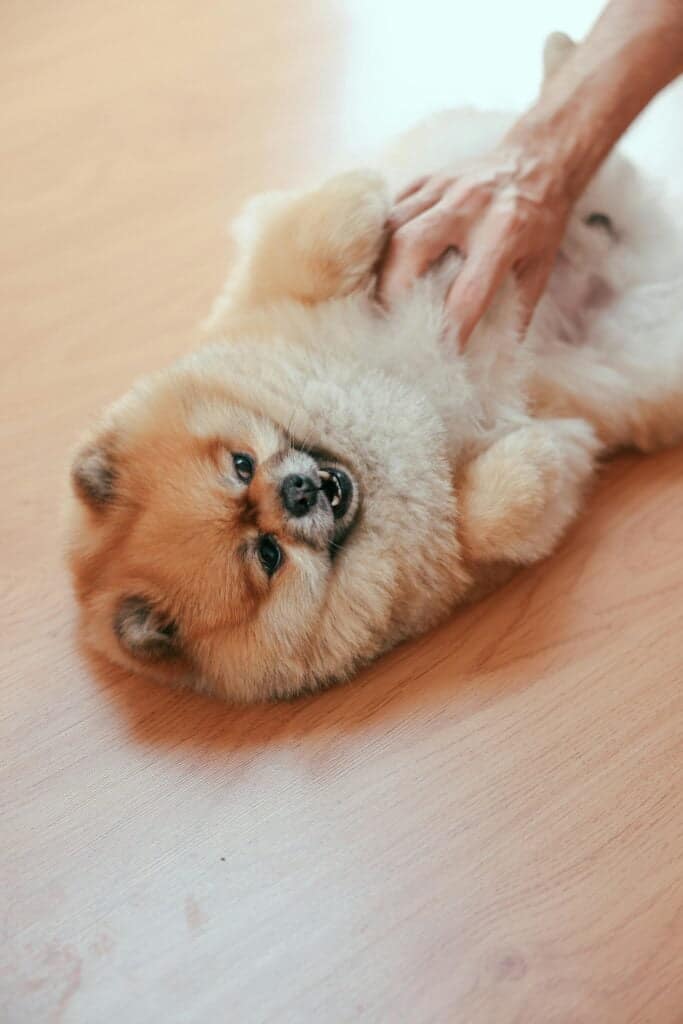 Pomerania contento