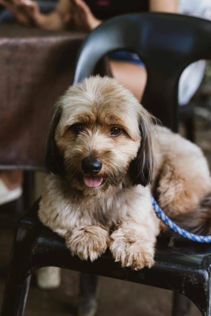 Lhasa Apso sentado