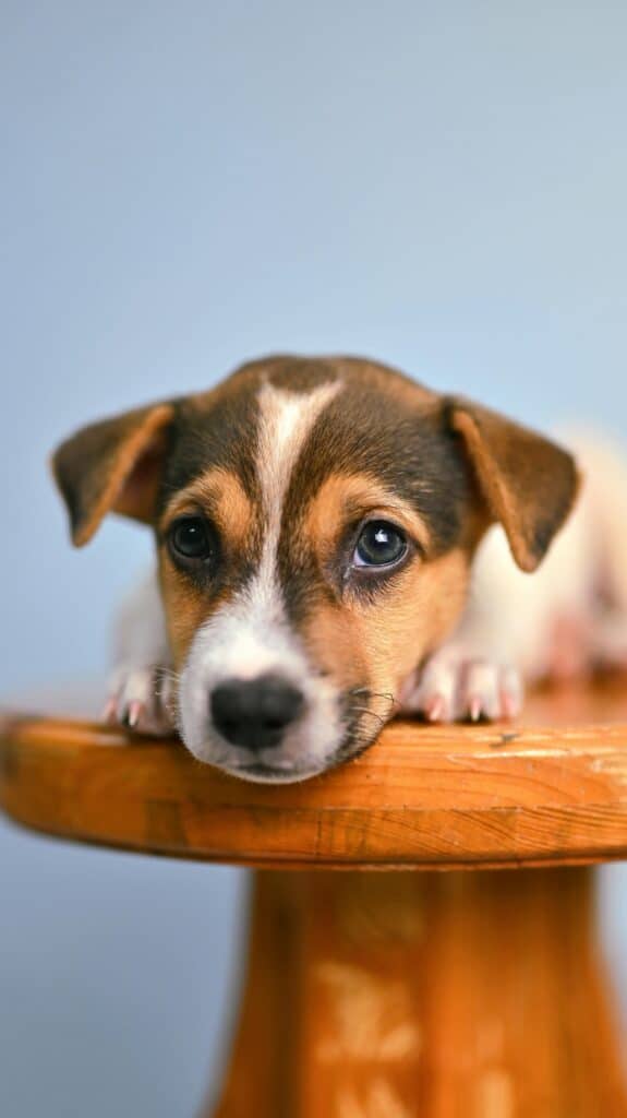 Jack Russell Terrier bonito