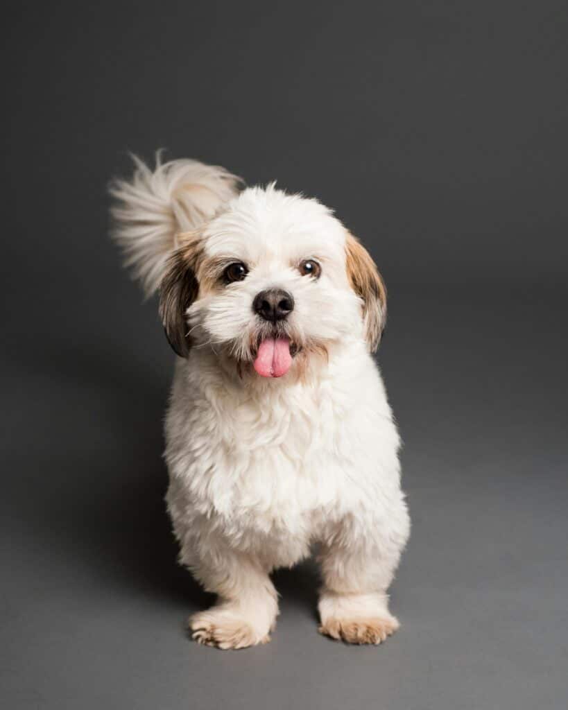 Shih Tzu contento