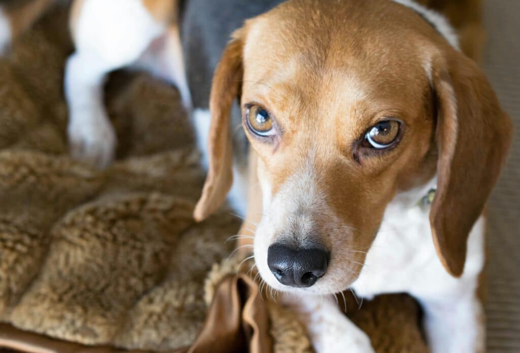 Perros de Raza Pequeña: beagle