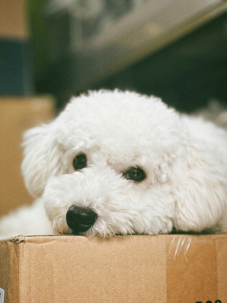 Bichón Frisé pensativo