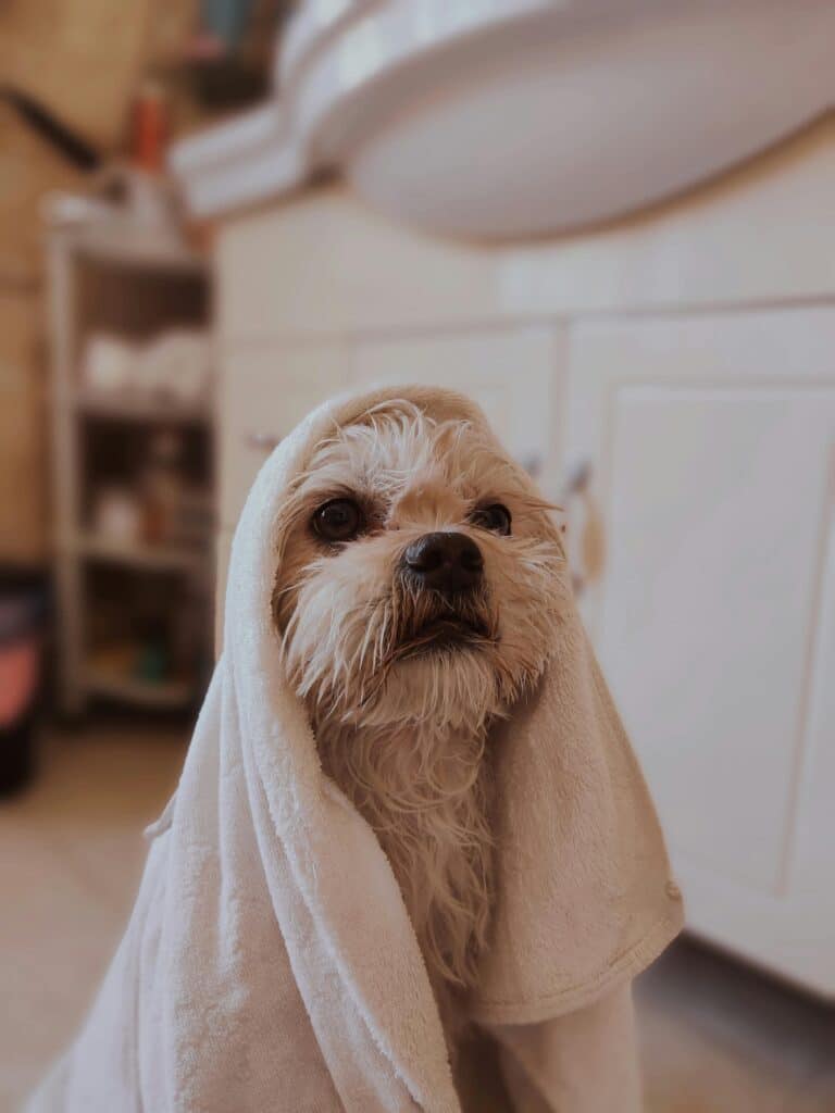 Lhasa Apso ducha