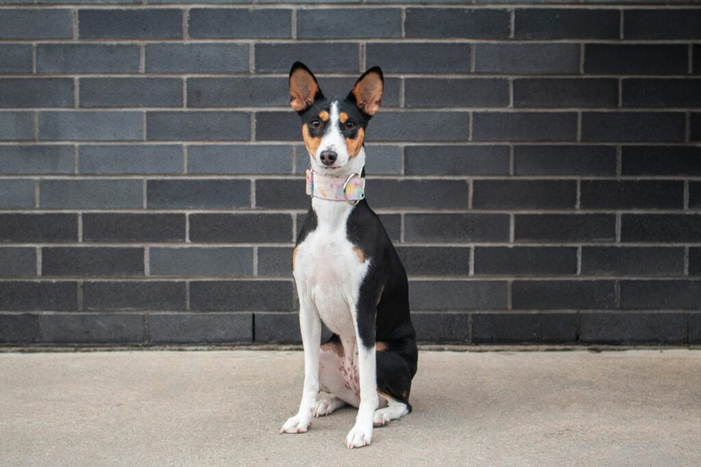 Basenji sentado